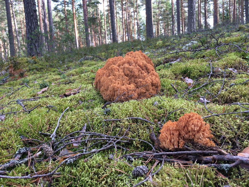 Lakehouse Saimaa B&B Taipalsaari Bagian luar foto
